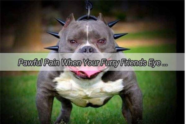 Pawful Pain When Your Furry Friends Eye Suffers a Gruesome Scratch and Swells Up